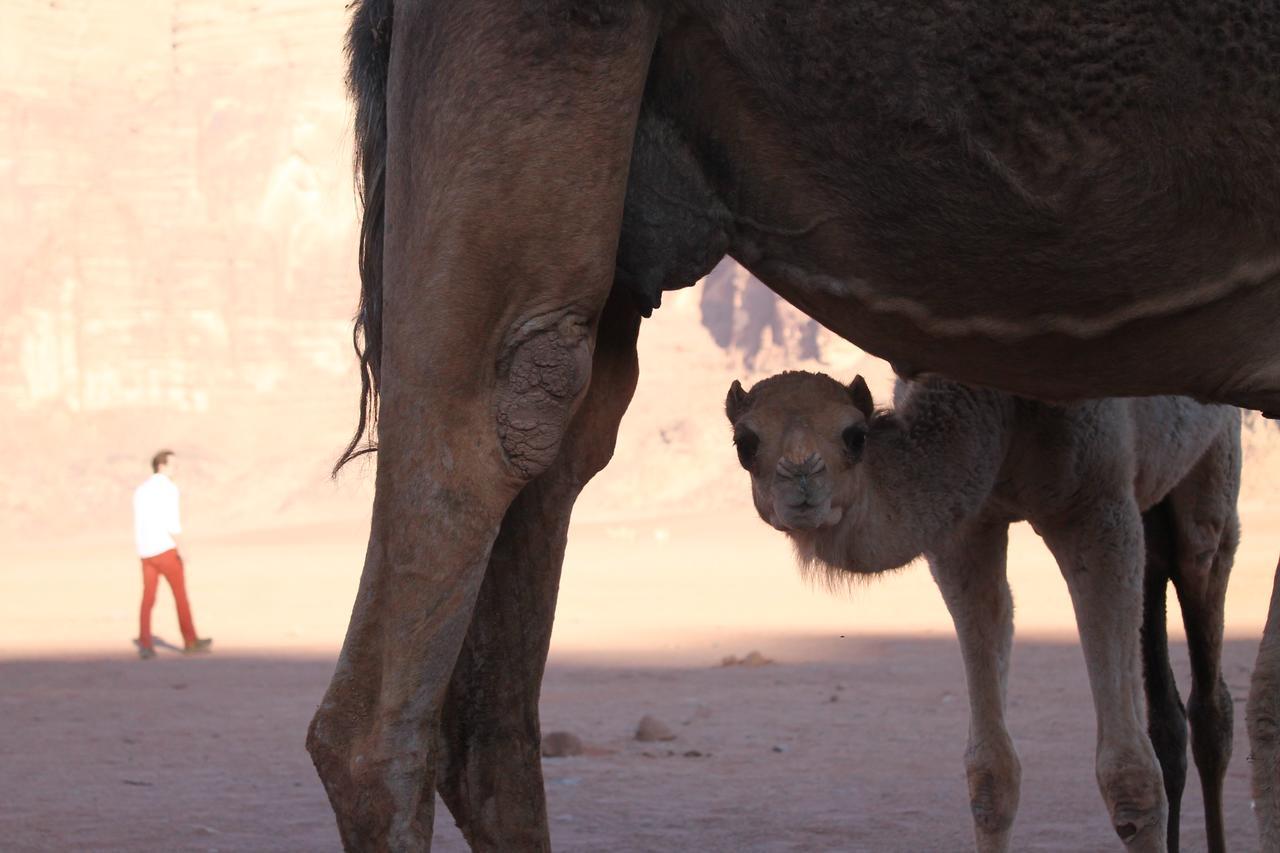 Wadi Rum Protected Area Camp Luaran gambar